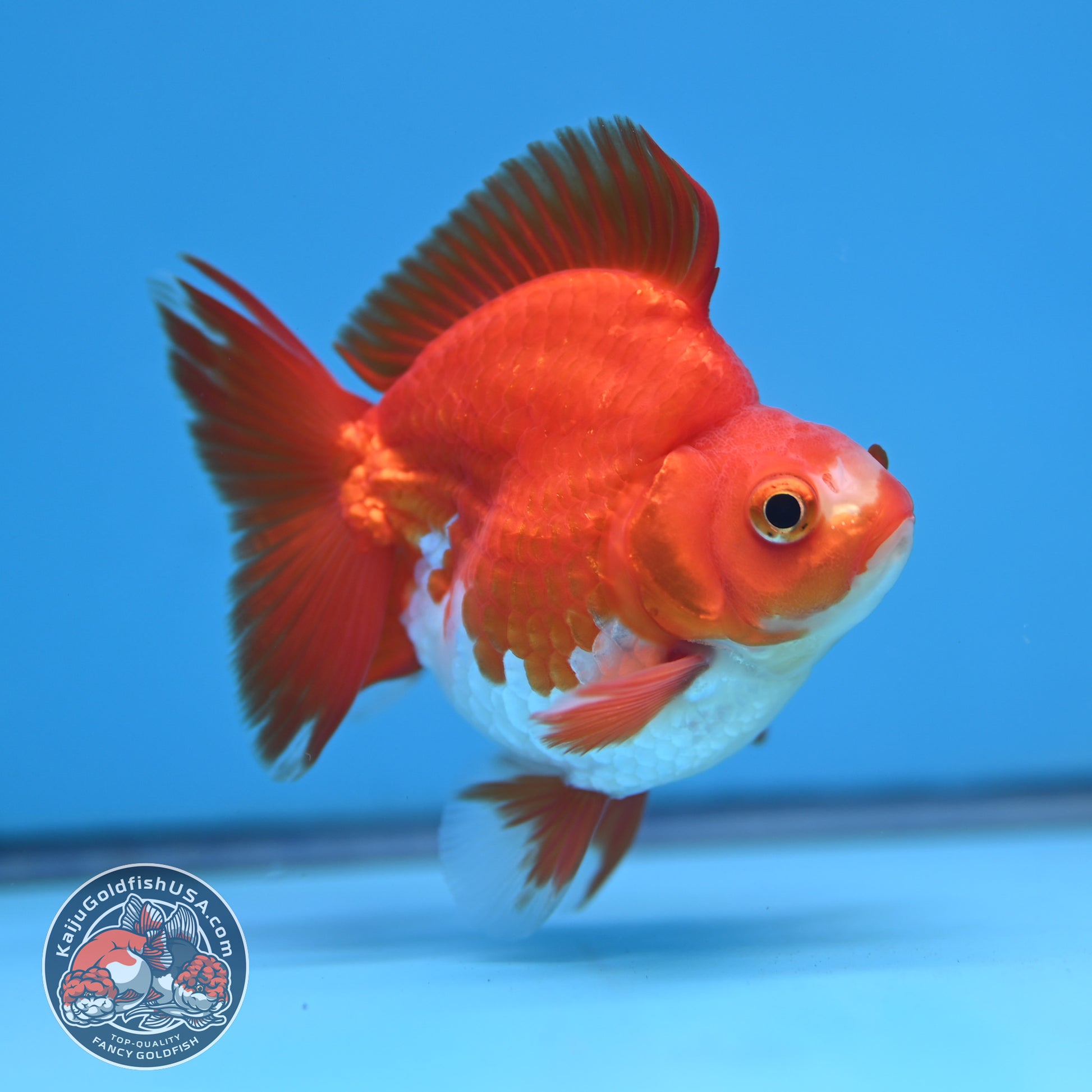 Red White Ryukin 3 inch Body (251212_RY04)