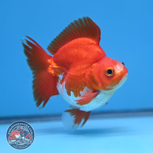 Red White Ryukin 3 inch Body (251212_RY04)