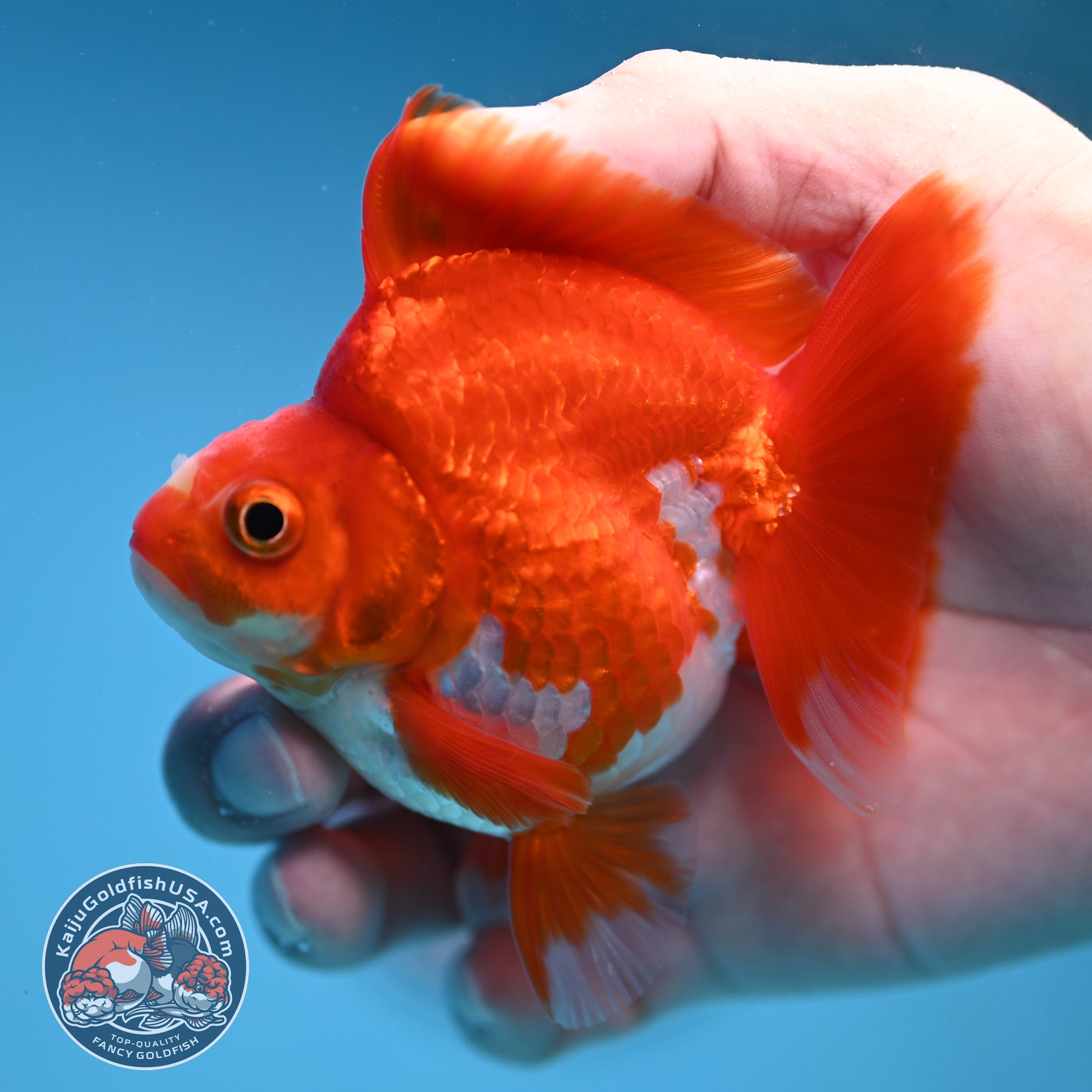 Red White Ryukin 3 inch Body (251212_RY04)