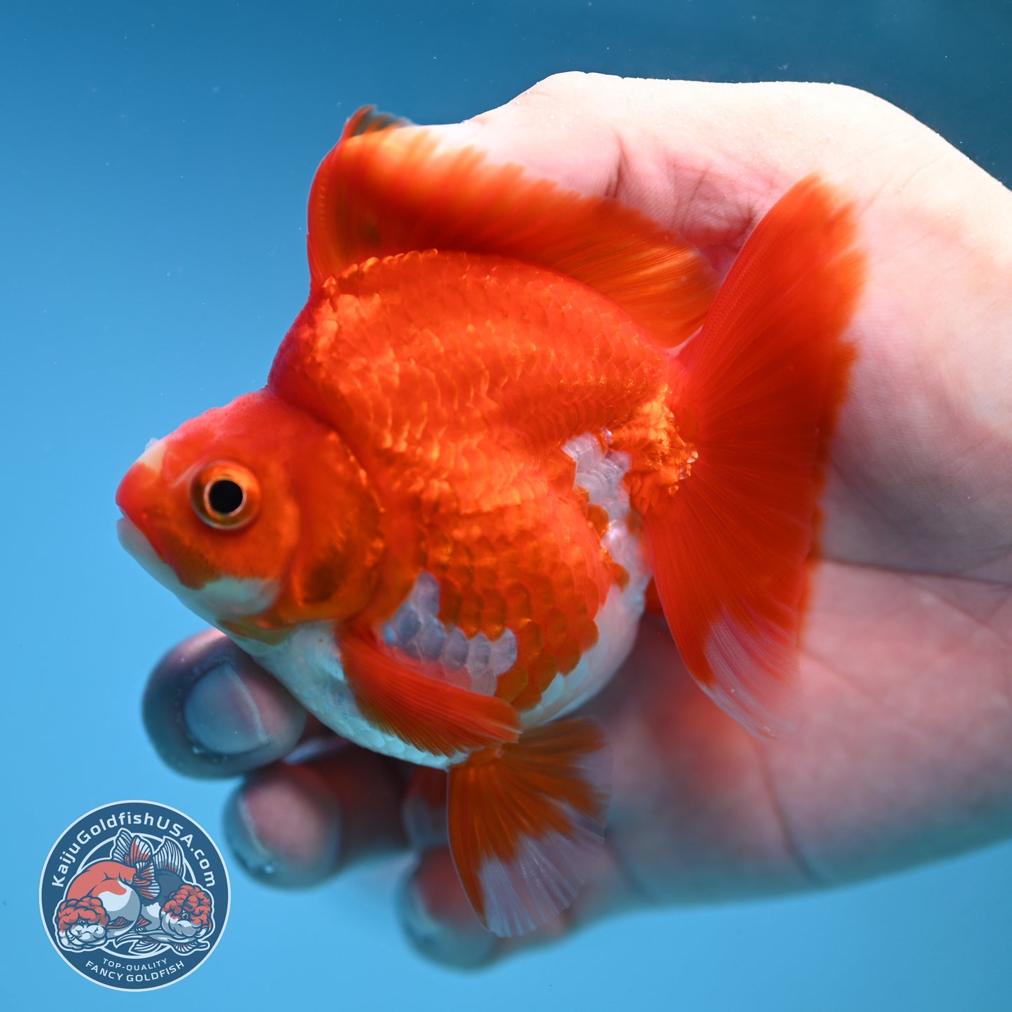 Red White Ryukin 3 inch Body (251212_RY04)