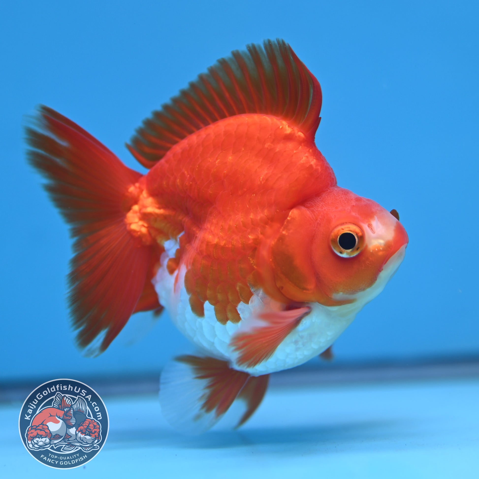 Red White Ryukin 3 inch Body (251212_RY04)