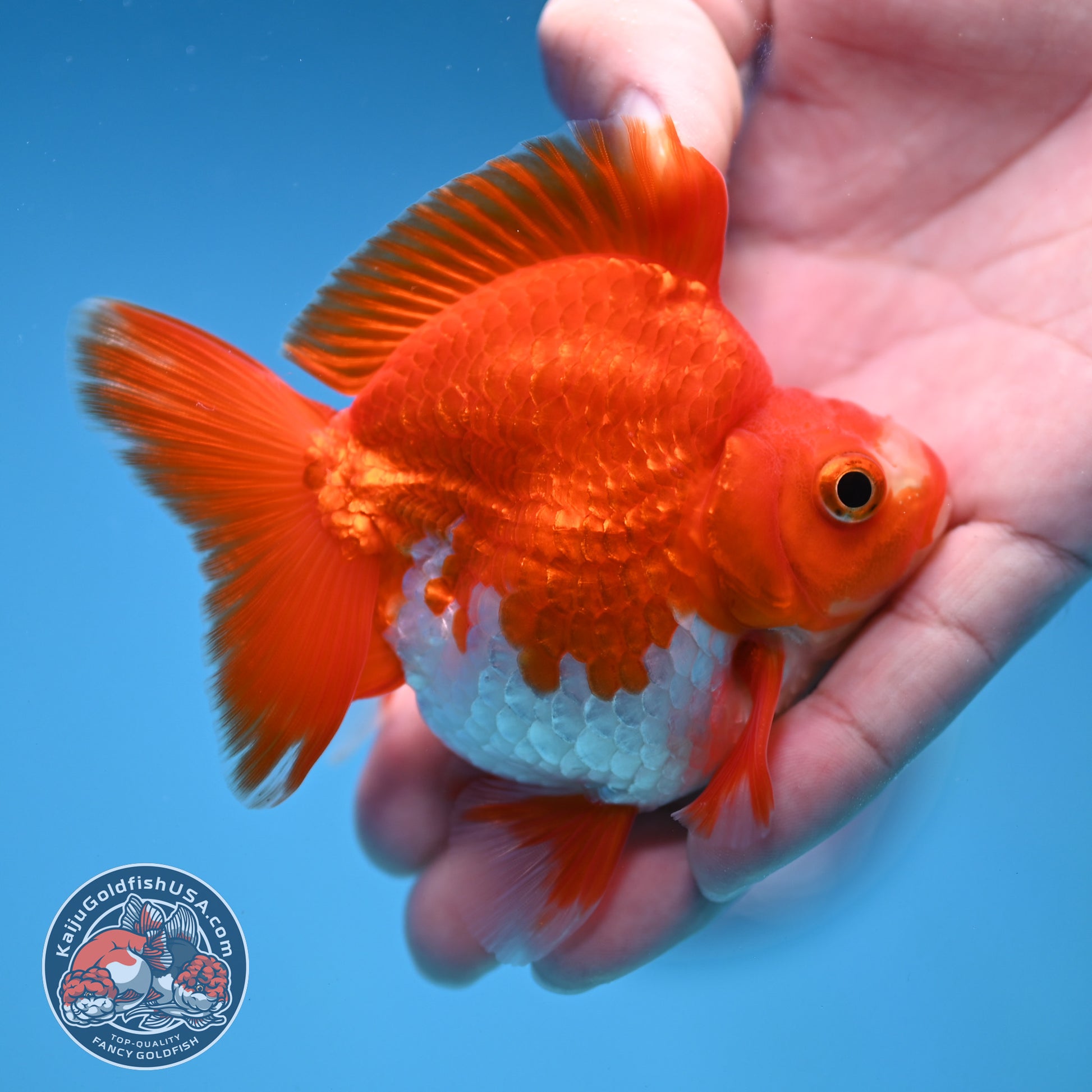 Red White Ryukin 3 inch Body (251212_RY04)