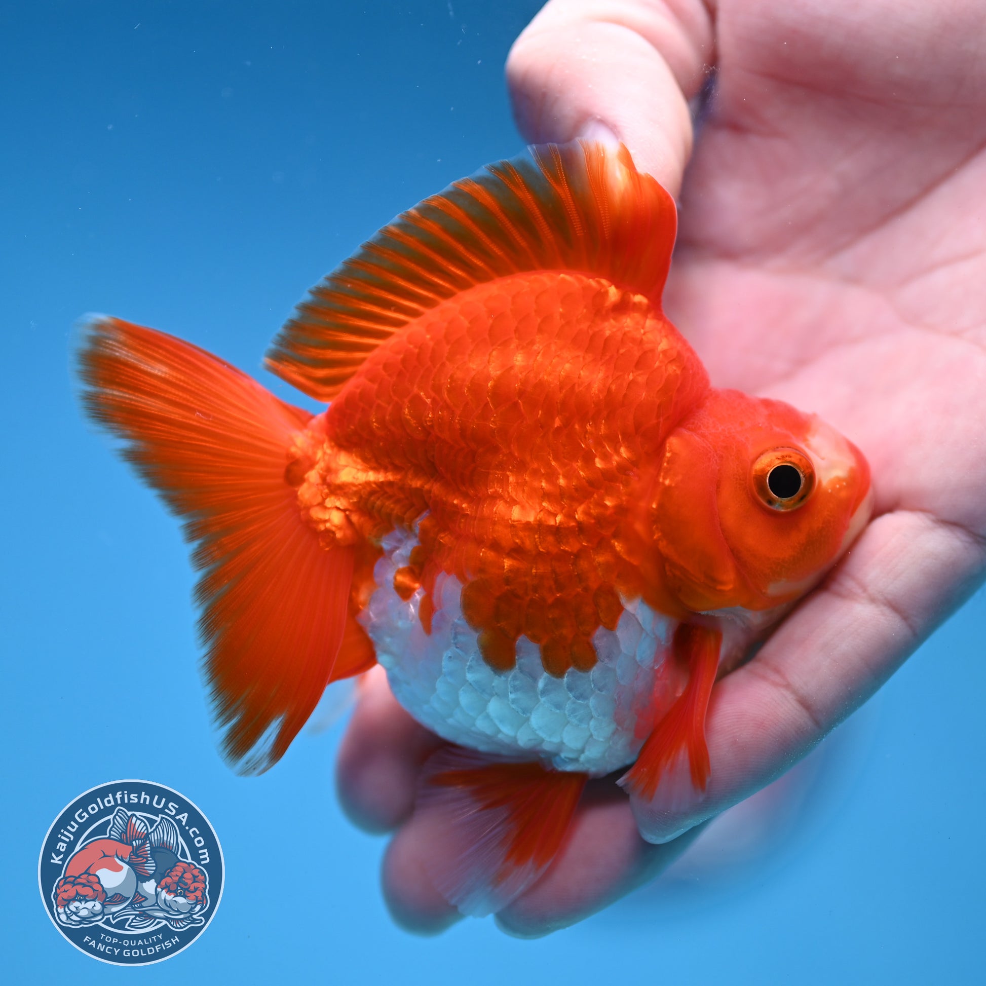 Red White Ryukin 3 inch Body (251212_RY04)