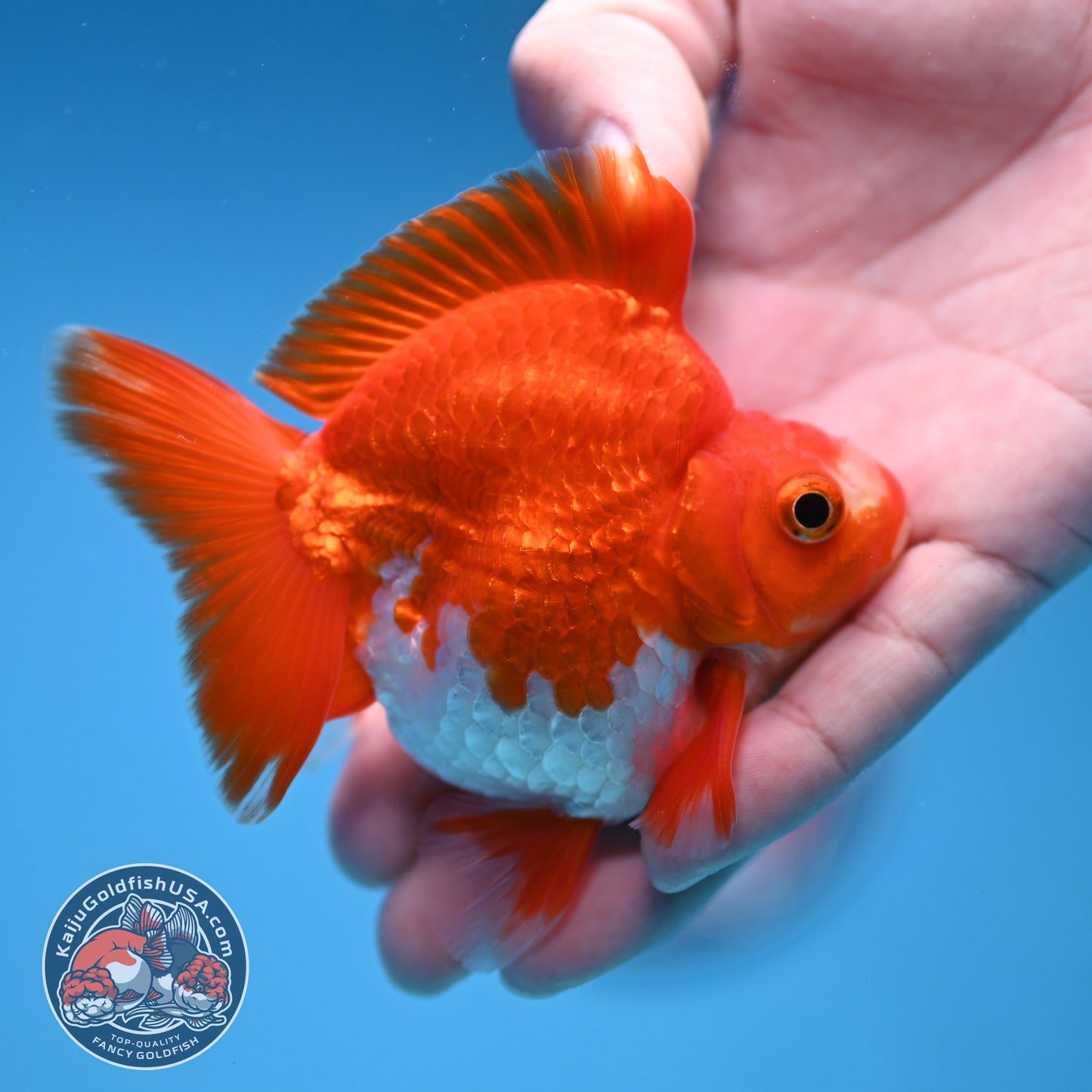 Red White Ryukin 3 inch Body (251212_RY04)