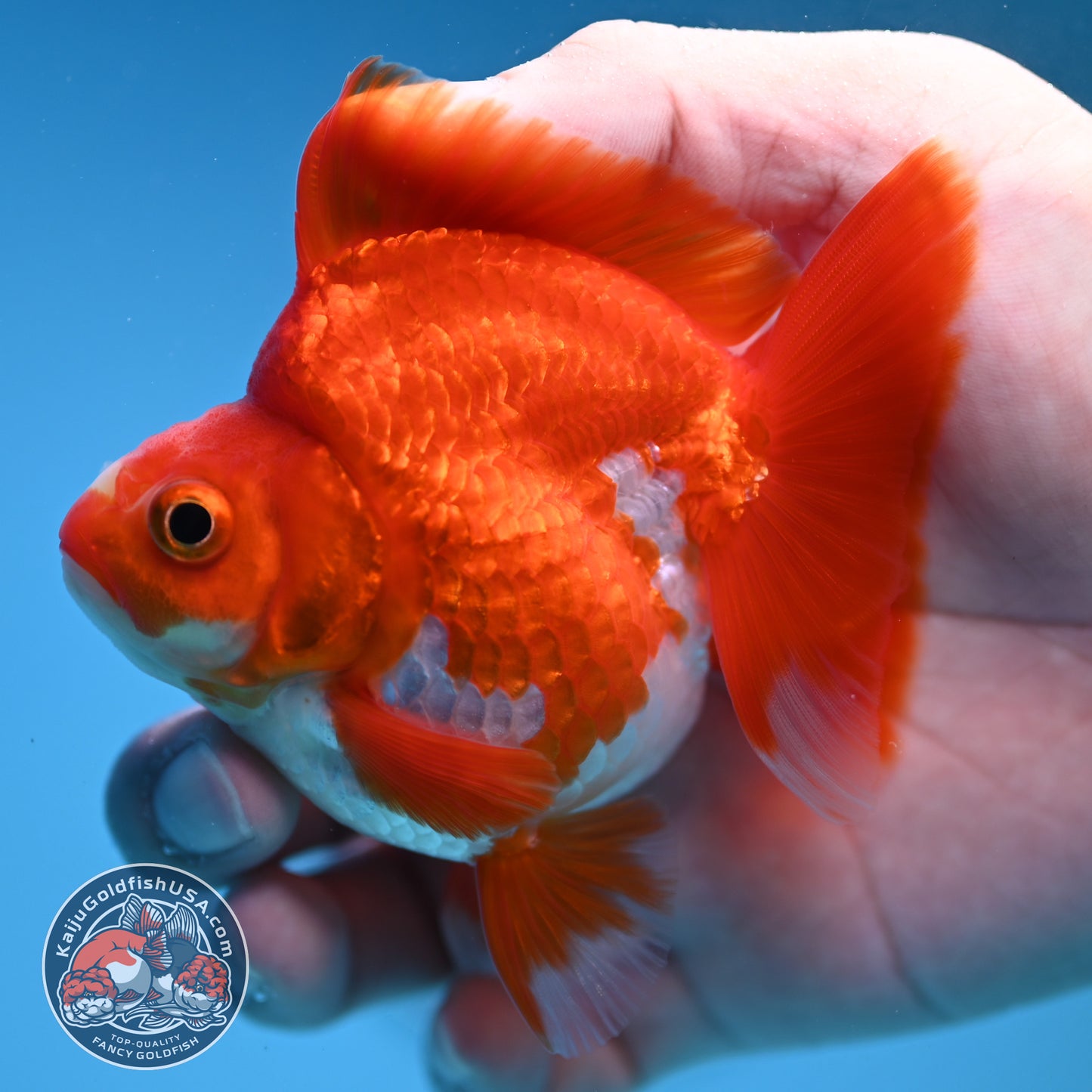 Red White Ryukin 3 inch Body (251212_RY04)