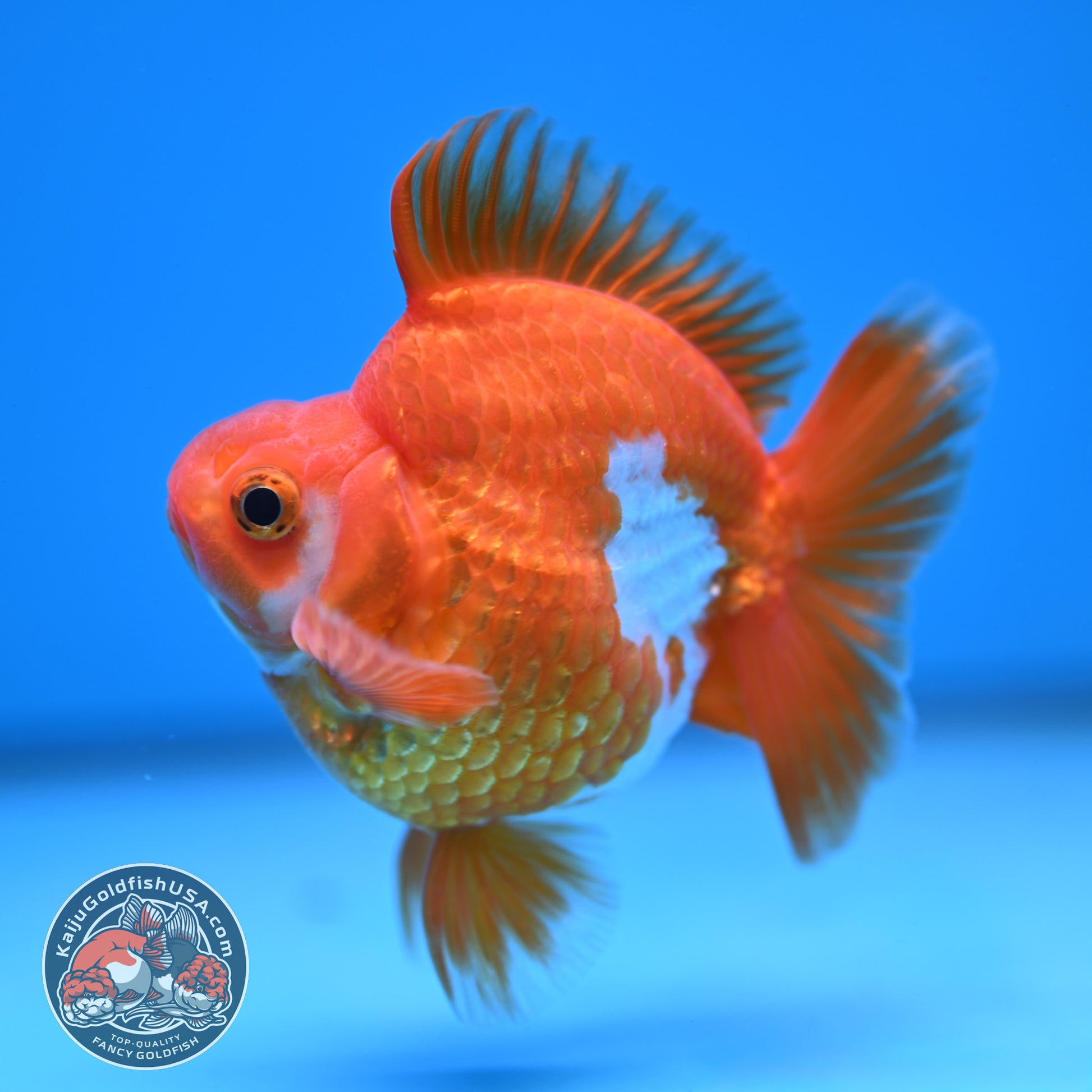 Red White Ryukin 3 inch Body (251219_RY04)