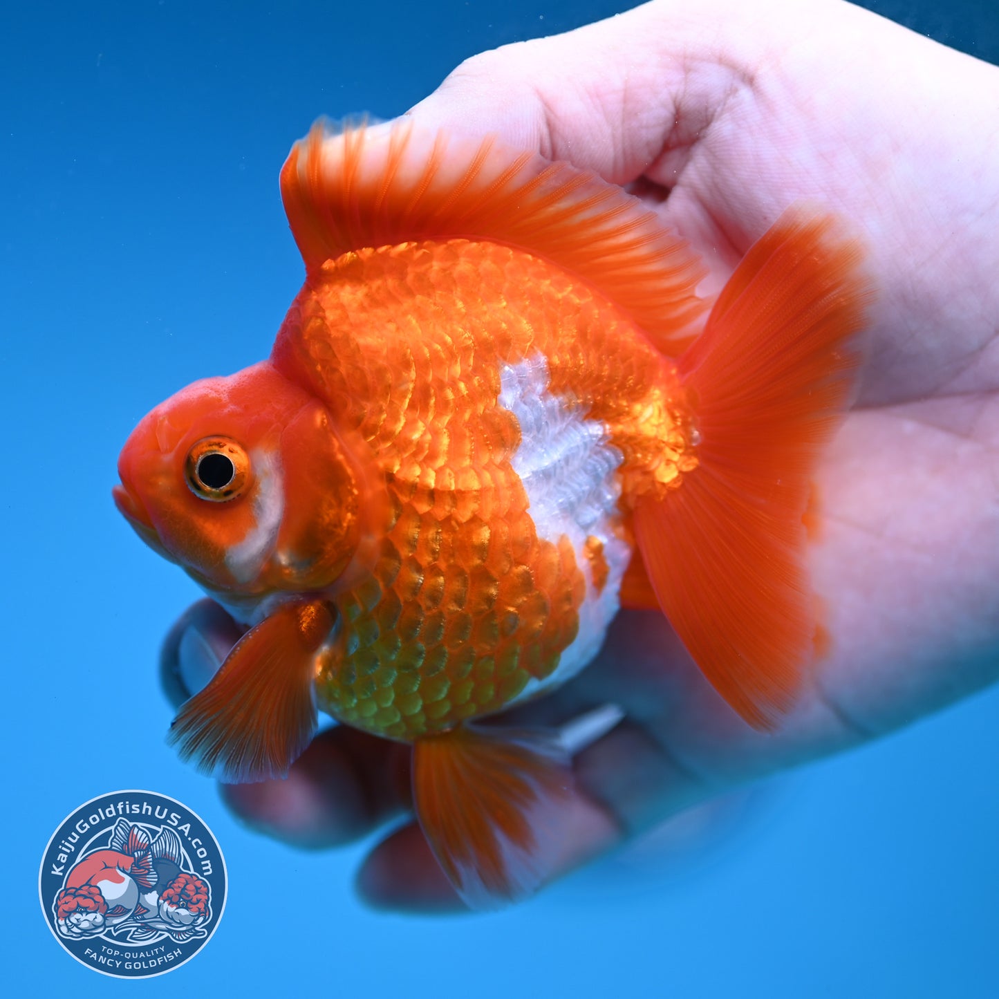 Red White Ryukin 3 inch Body (251219_RY04)