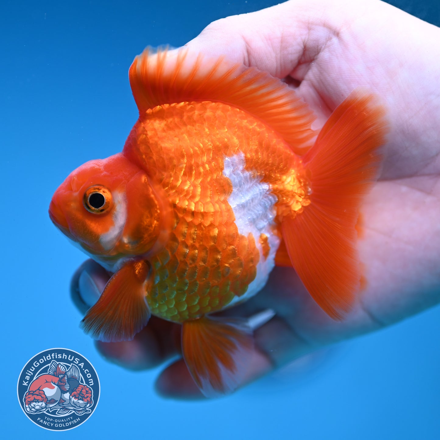 Red White Ryukin 3 inch Body (251219_RY04)