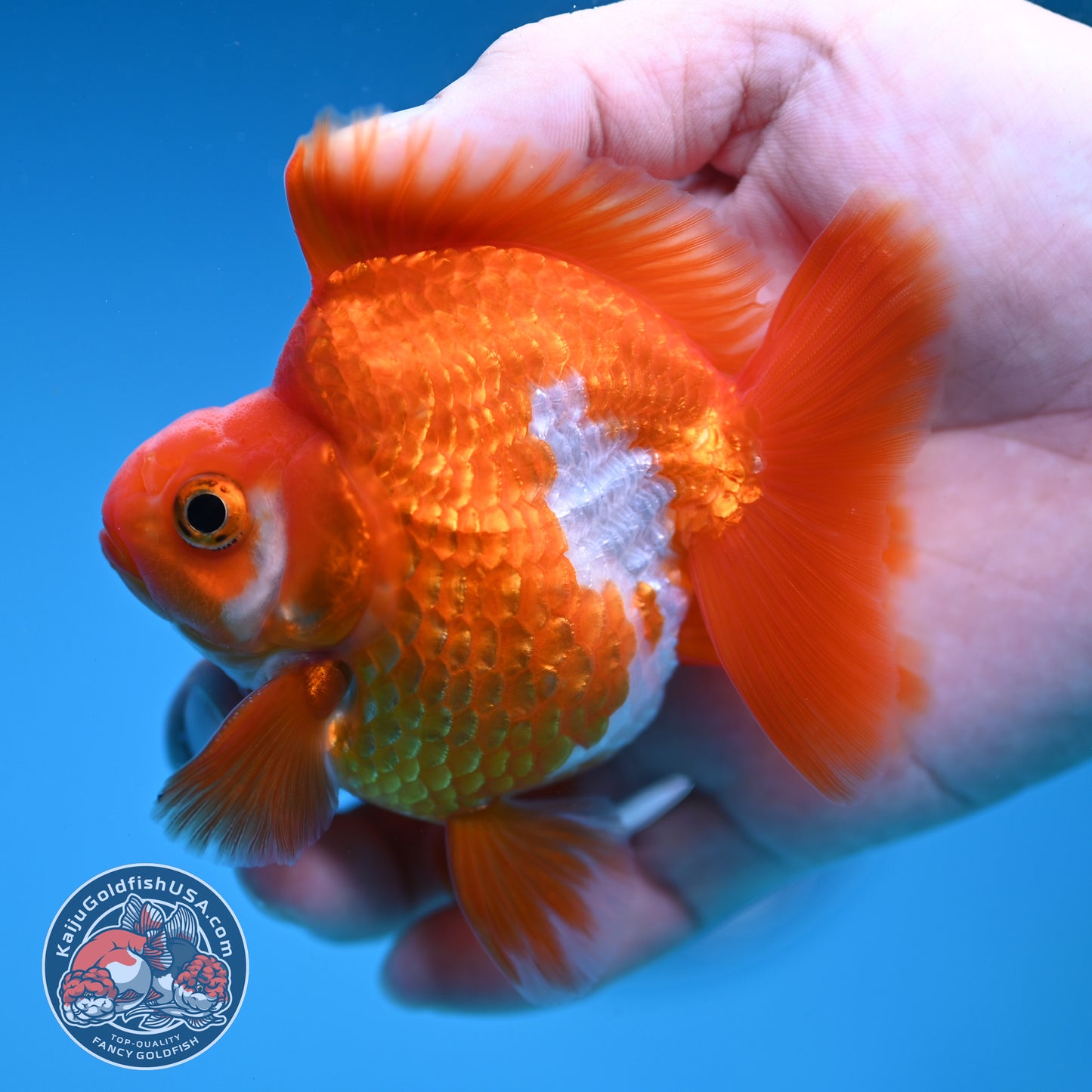 Red White Ryukin 3 inch Body (251219_RY04)