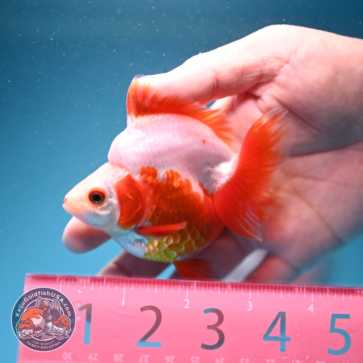Red White Ryukin 3 inch Body (261002_RY02)