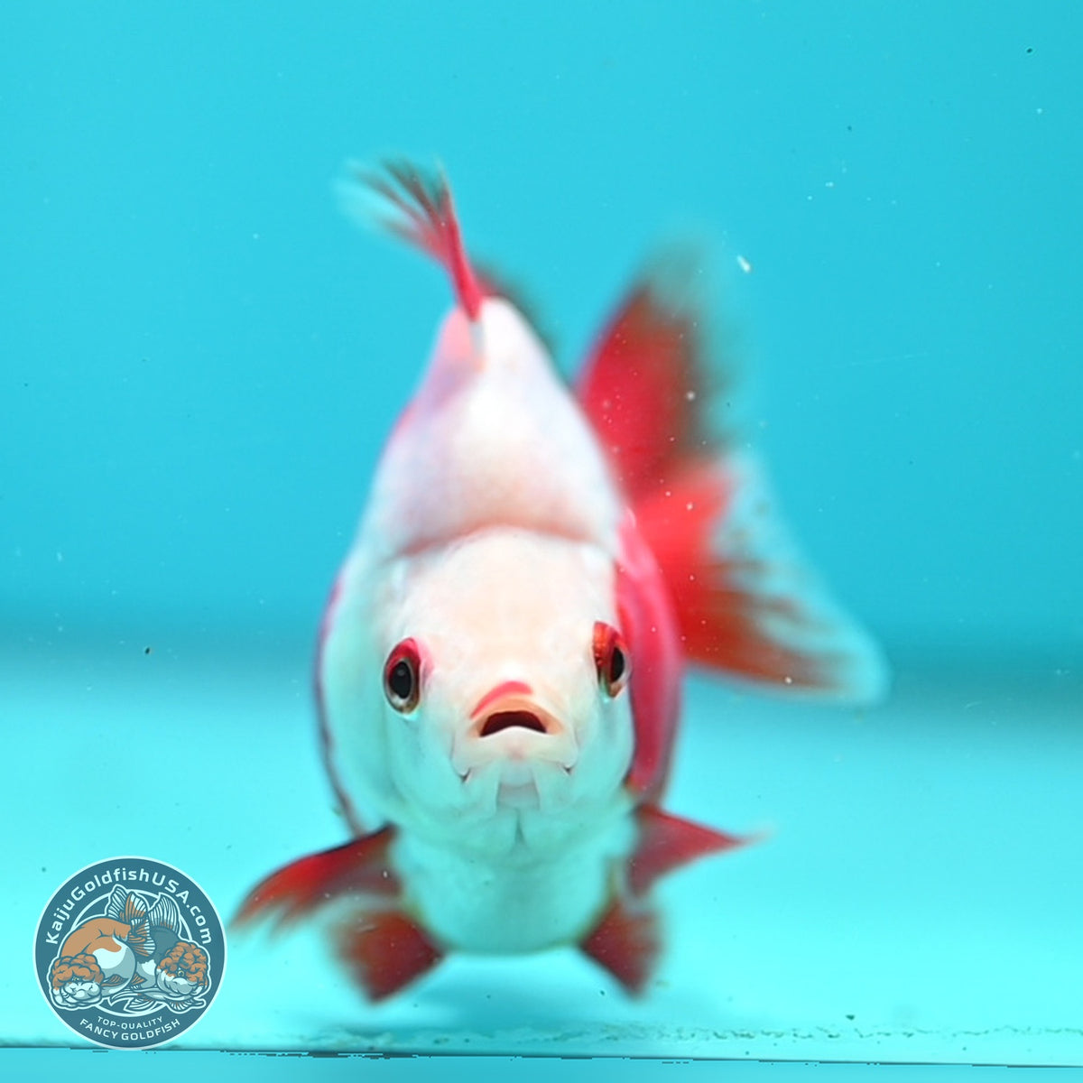 Red White Ryukin 3 inch Body (261002_RY02)