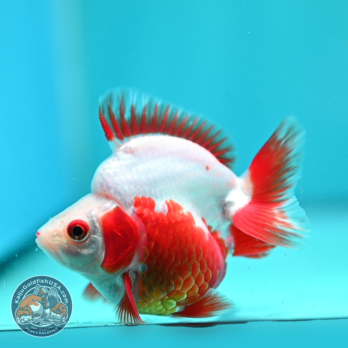 Red White Ryukin 3 inch Body (261002_RY02)