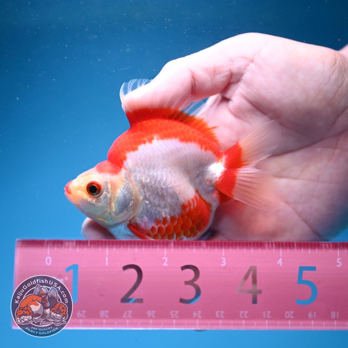 Red White Ryukin 3 inch Body (261002_RY03)
