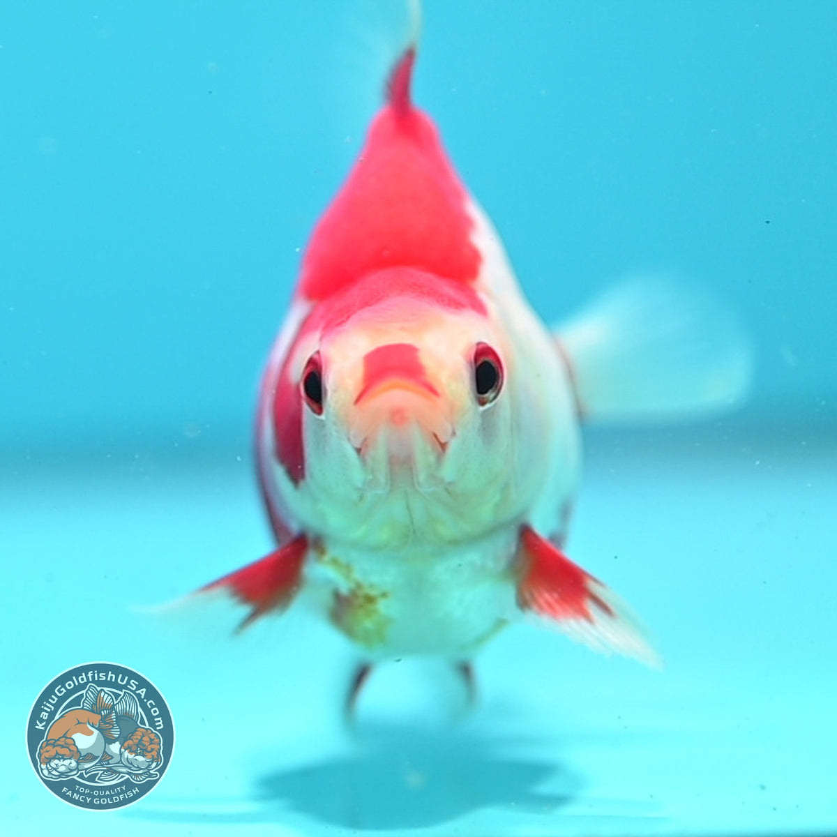 Red White Ryukin 3 inch Body (261002_RY03)