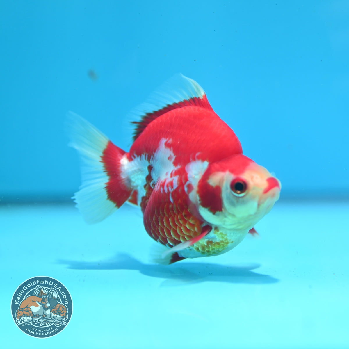 Red White Ryukin 3 inch Body (261002_RY03)