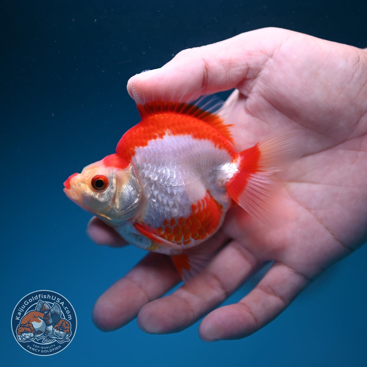 Red White Ryukin 3 inch Body (261002_RY03)