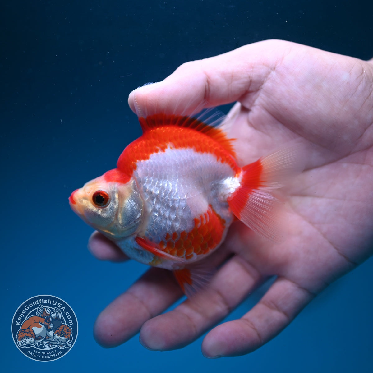 Red White Ryukin 3 inch Body (261002_RY03)