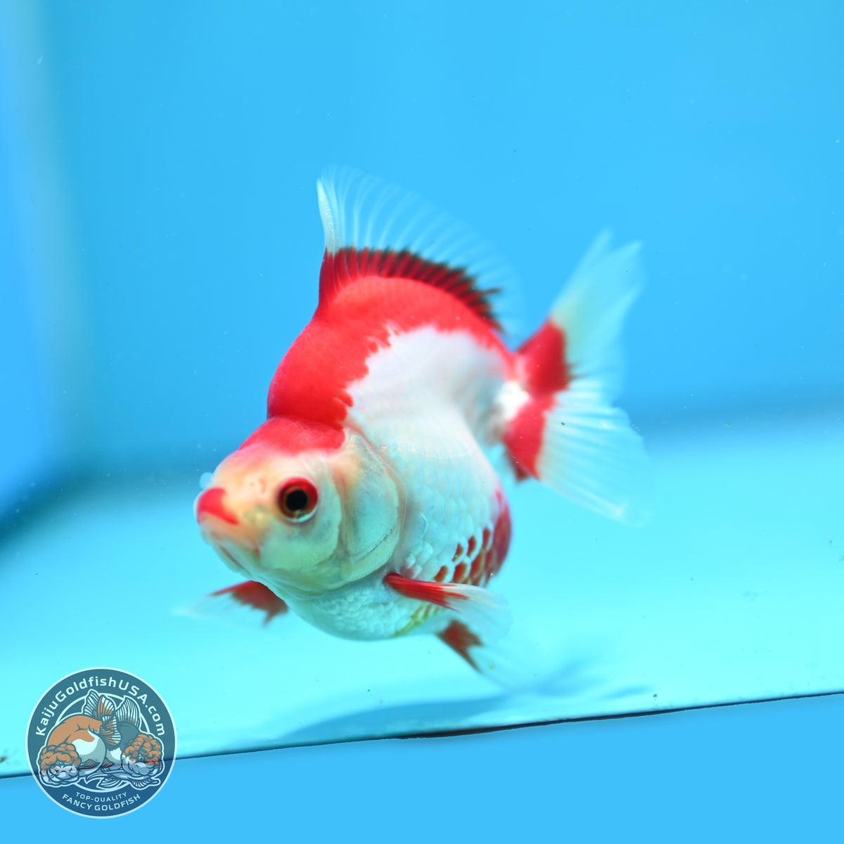Red White Ryukin 3 inch Body (261002_RY03)