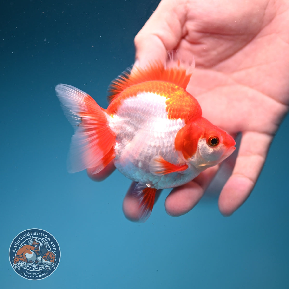 Red White Ryukin 3 inch Body (261002_RY04)