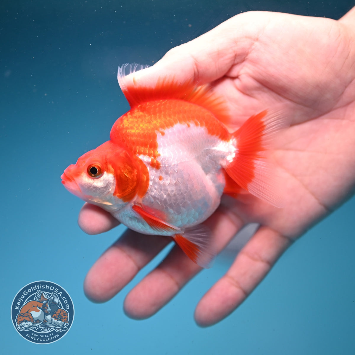 Red White Ryukin 3 inch Body (261002_RY04)