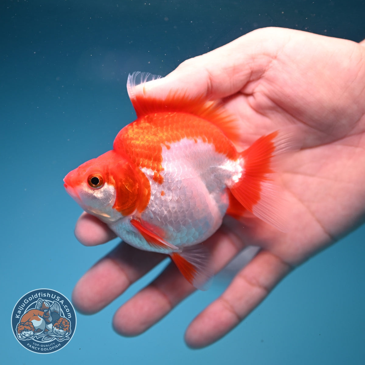 Red White Ryukin 3 inch Body (261002_RY04)
