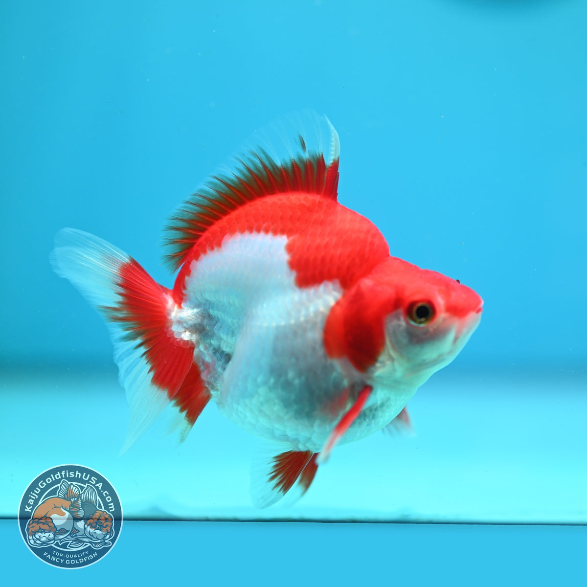 Red White Ryukin 3 inch Body (261002_RY04)