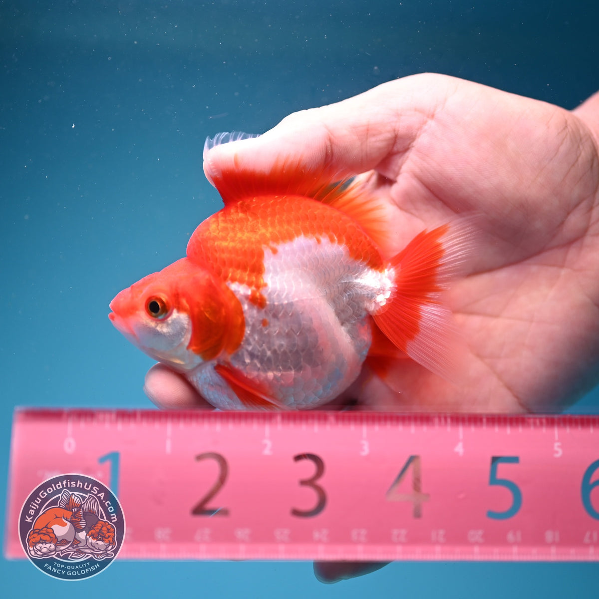 Red White Ryukin 3 inch Body (261002_RY04)