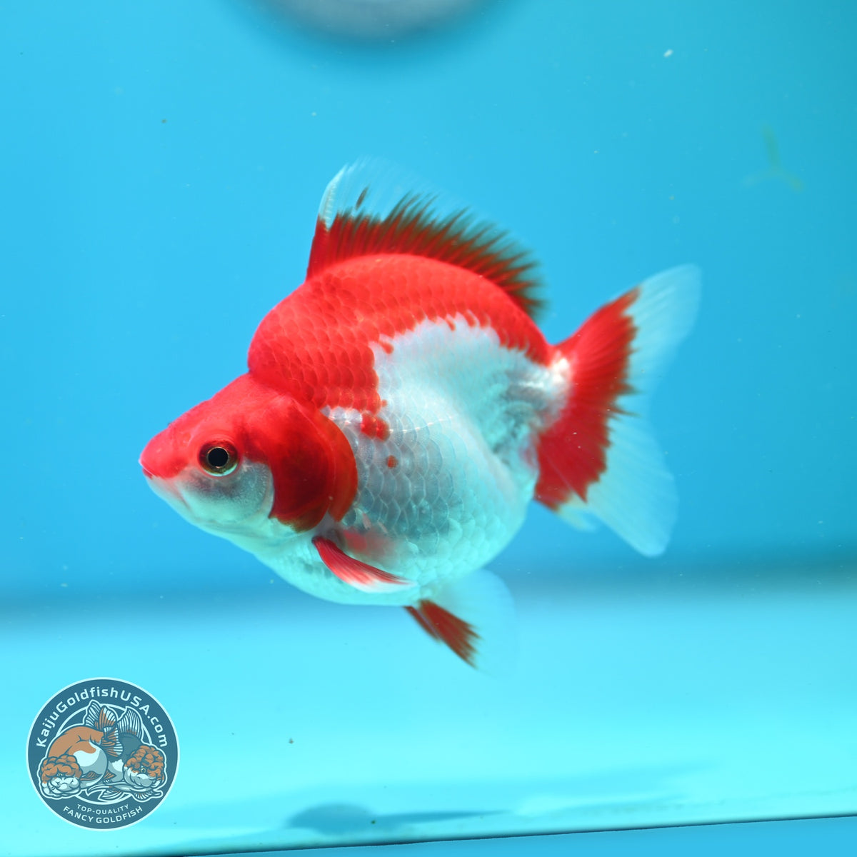 Red White Ryukin 3 inch Body (261002_RY04)
