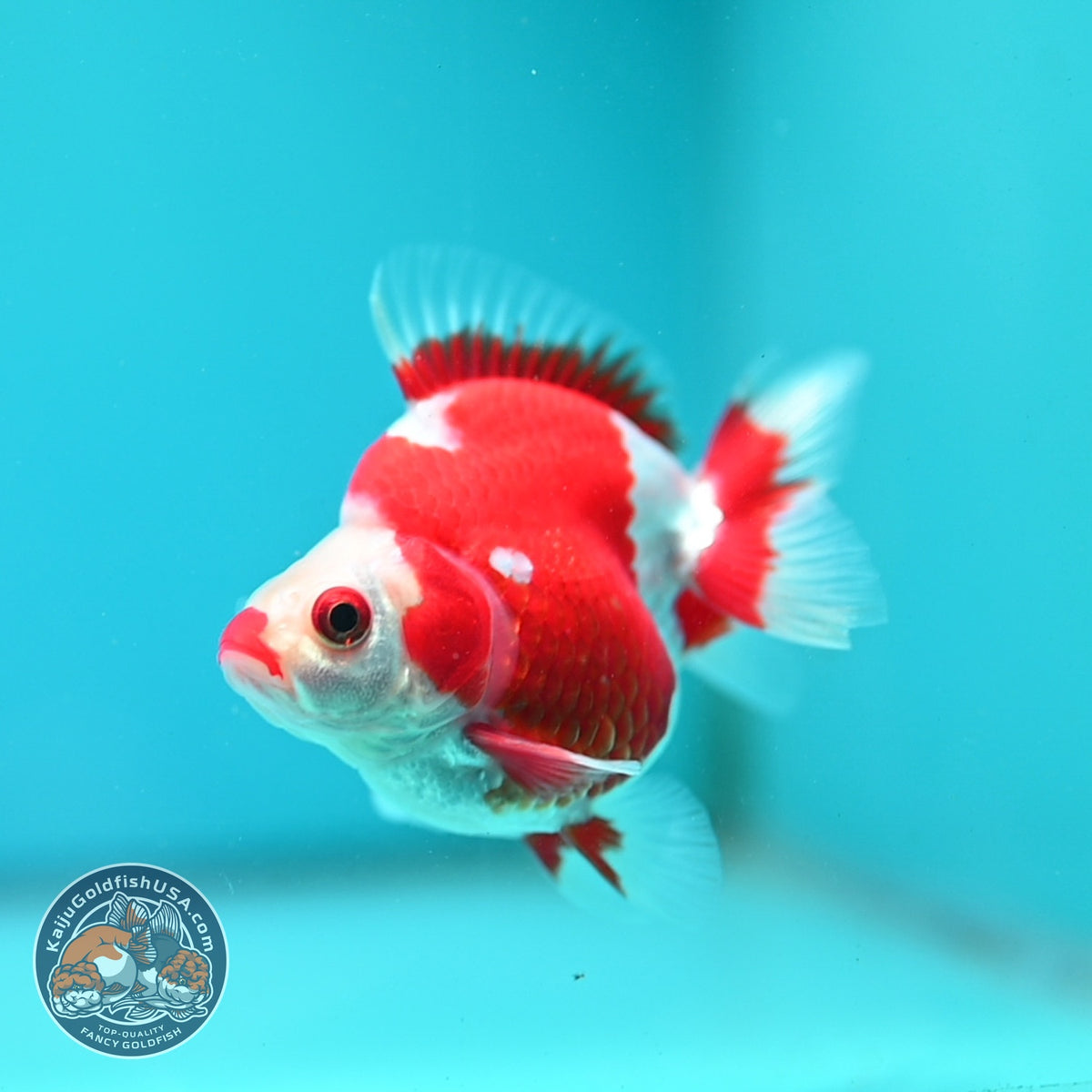 Red White Ryukin 3 inch Body (261002_RY05)