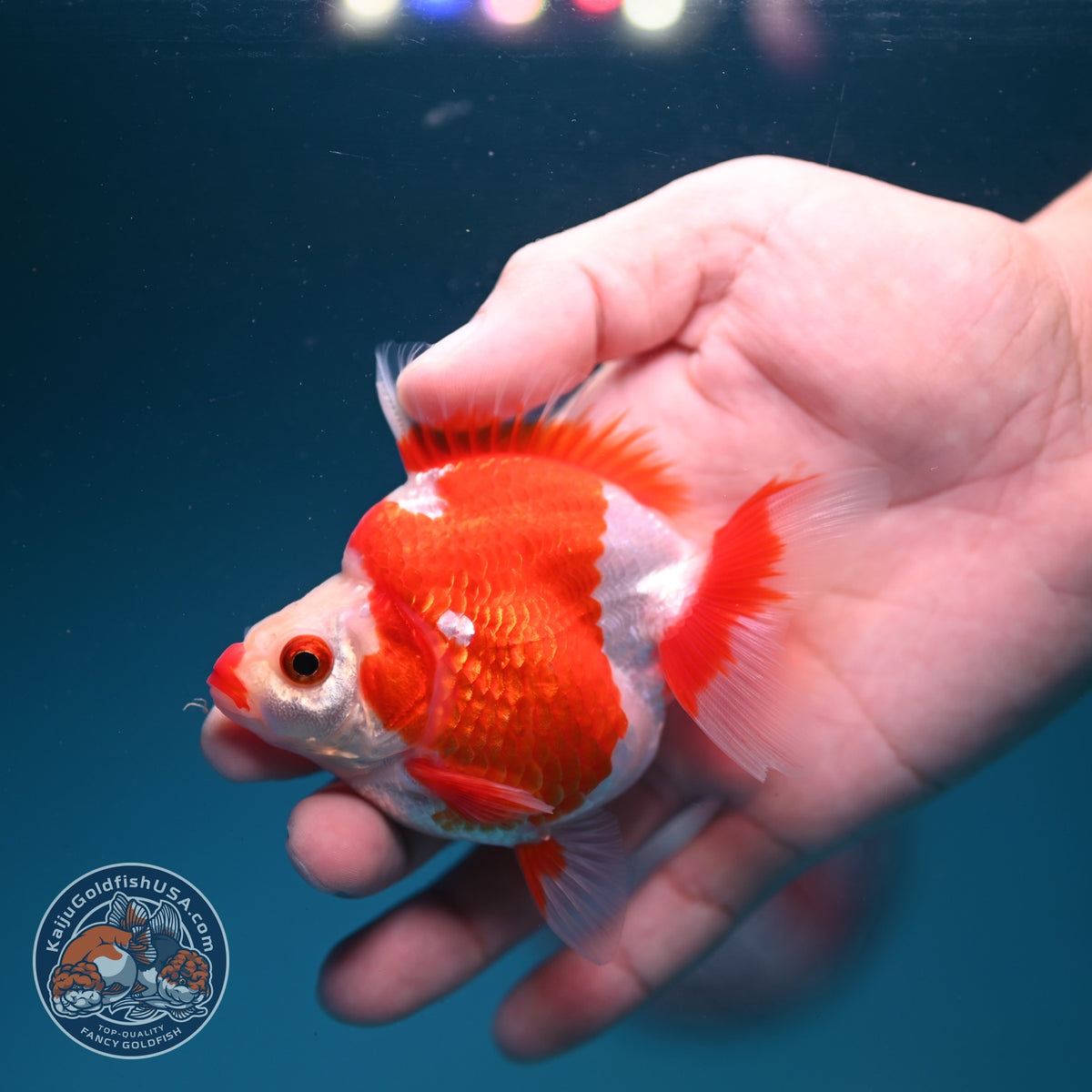 Red White Ryukin 3 inch Body (261002_RY05)