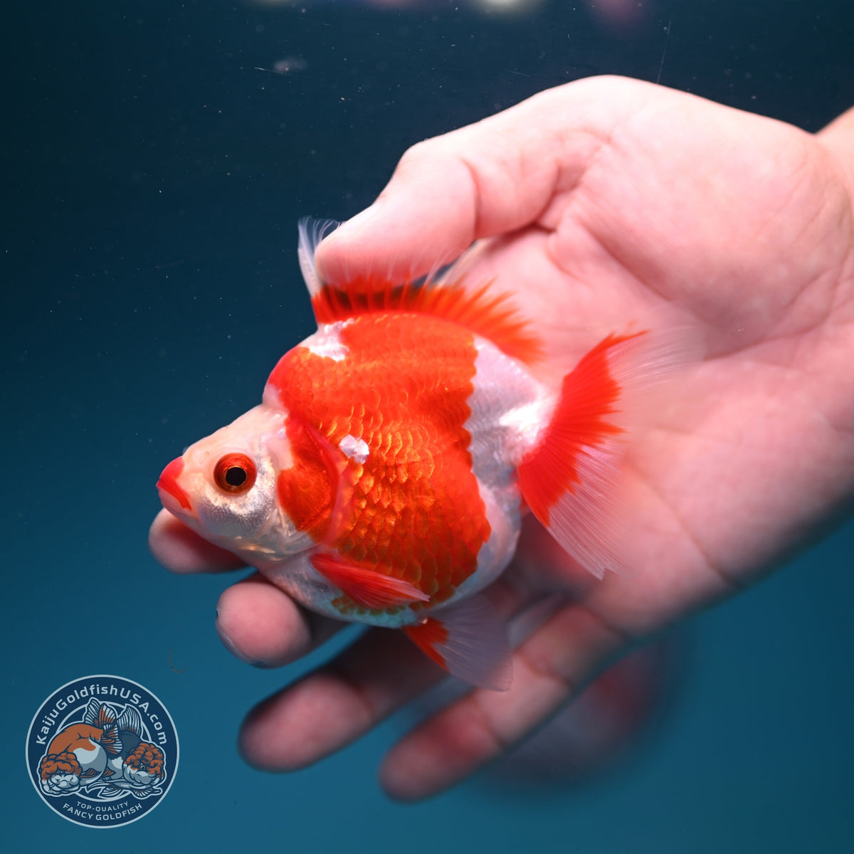 Red White Ryukin 3 inch Body (261002_RY05)