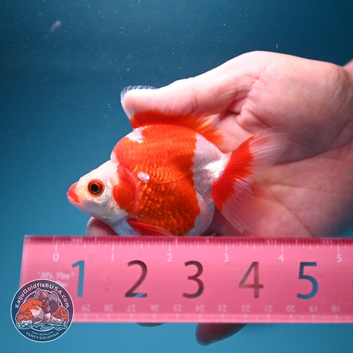 Red White Ryukin 3 inch Body (261002_RY05)