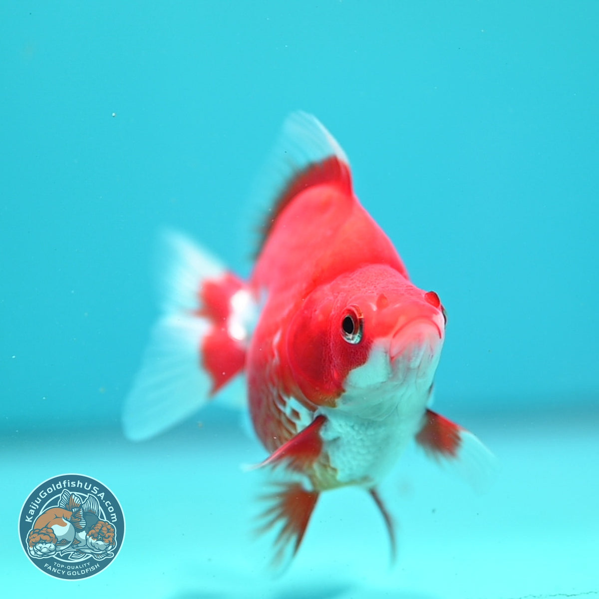 Red White Ryukin 3 inch Body (261002_RY06)