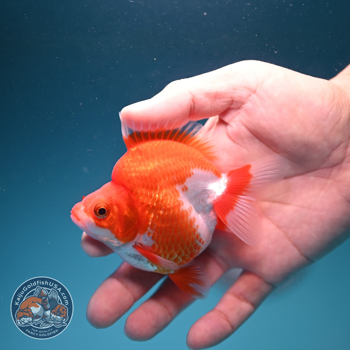 Red White Ryukin 3 inch Body (261002_RY06)