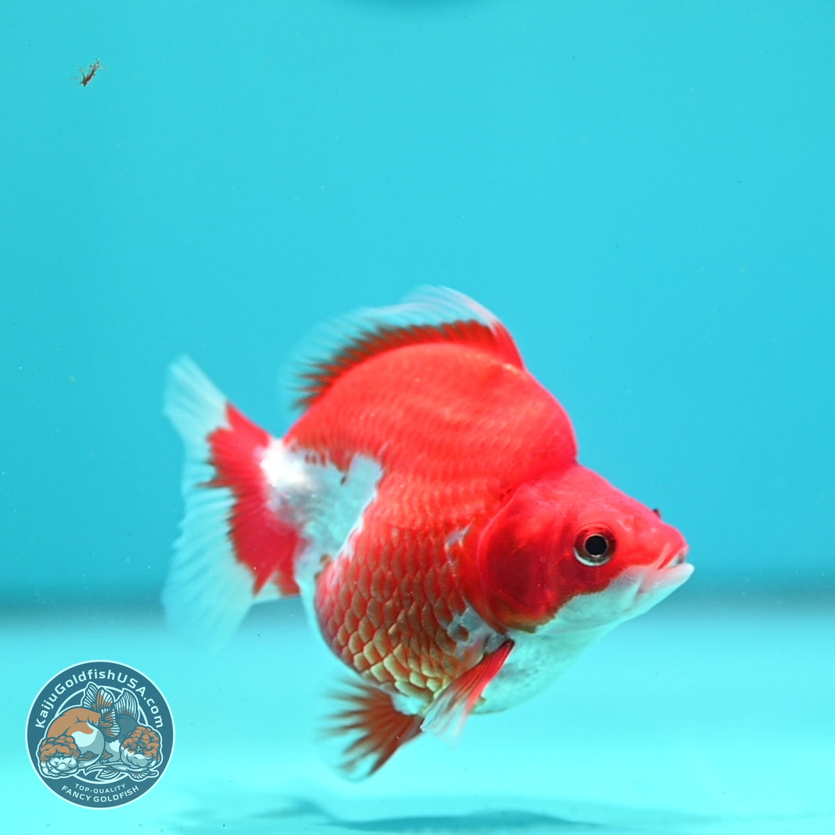Red White Ryukin 3 inch Body (261002_RY06)