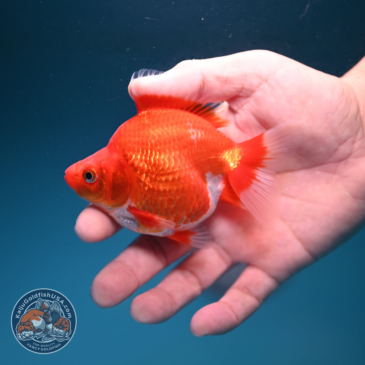 Red White Ryukin 3 inch Body (261002_RY07)