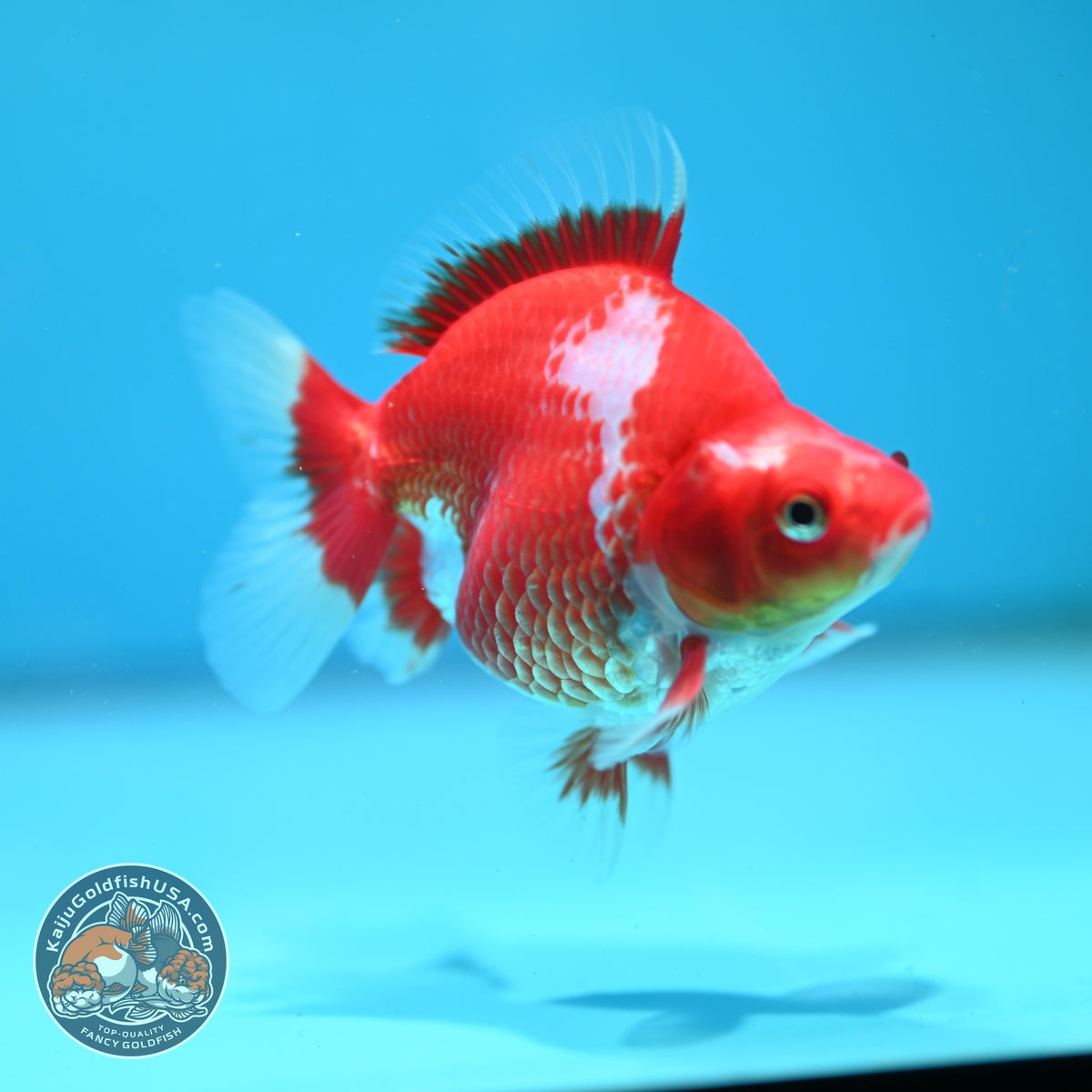 Red White Ryukin 3 inch Body (261002_RY07)