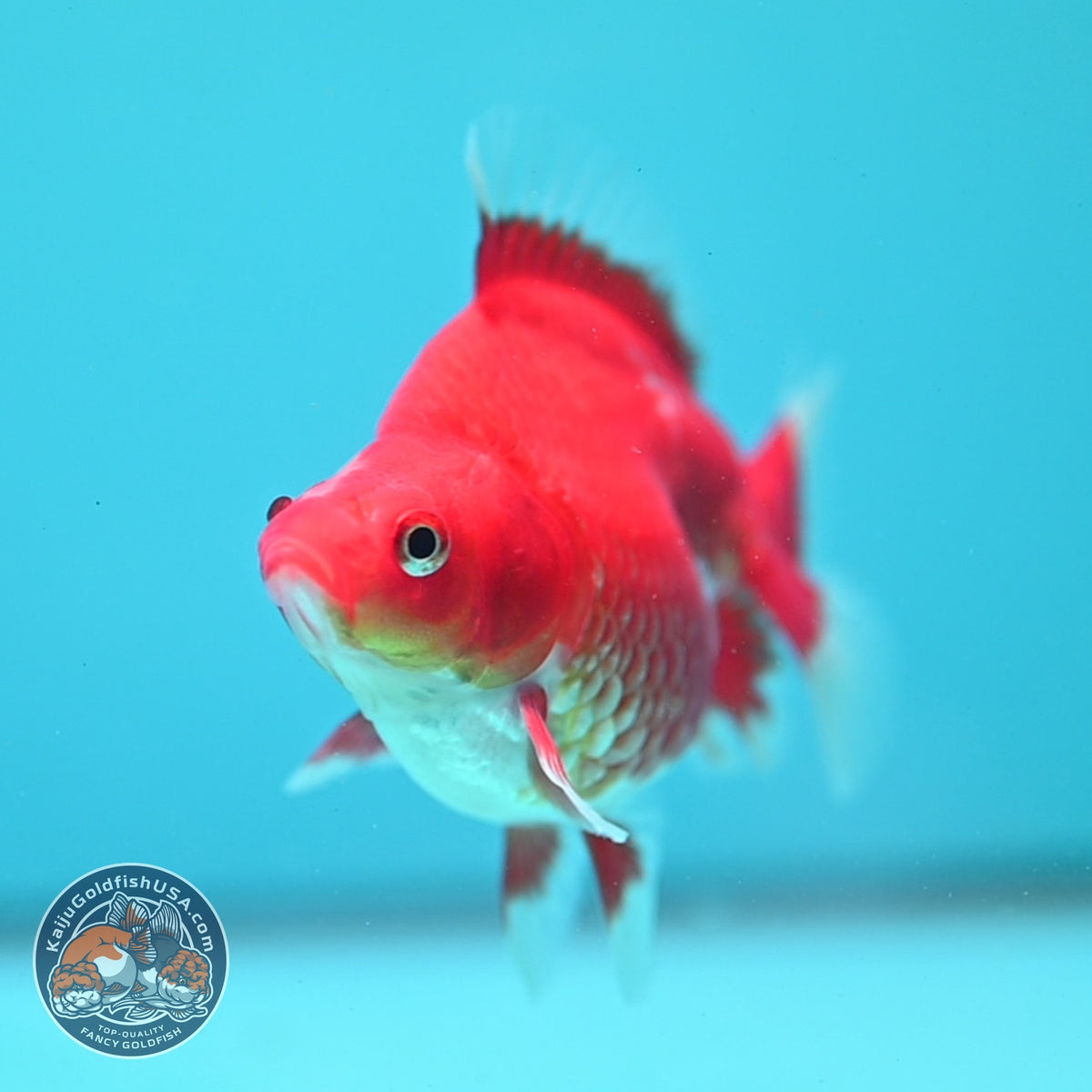 Red White Ryukin 3 inch Body (261002_RY07)