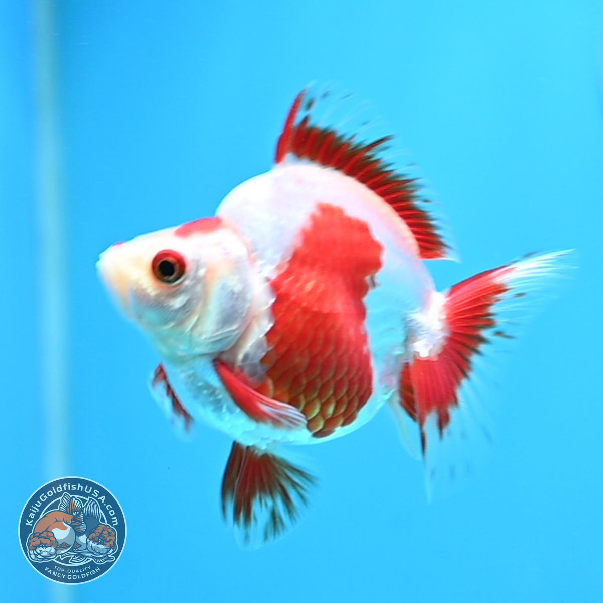 Red White Ryukin 3 inch Body (261023_RY03)