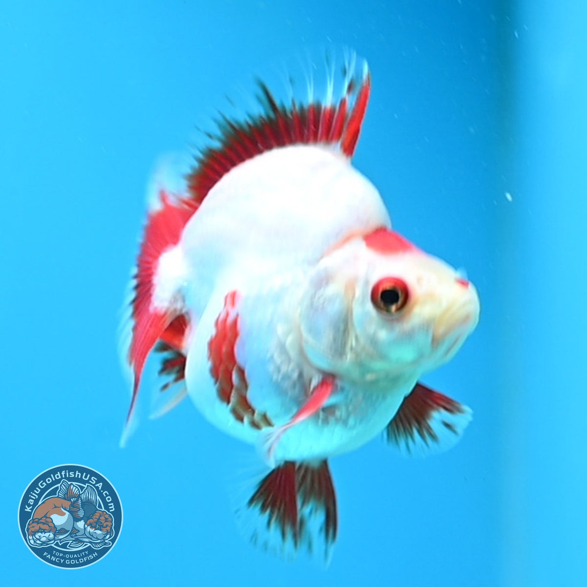 Red White Ryukin 3 inch Body (261023_RY03)