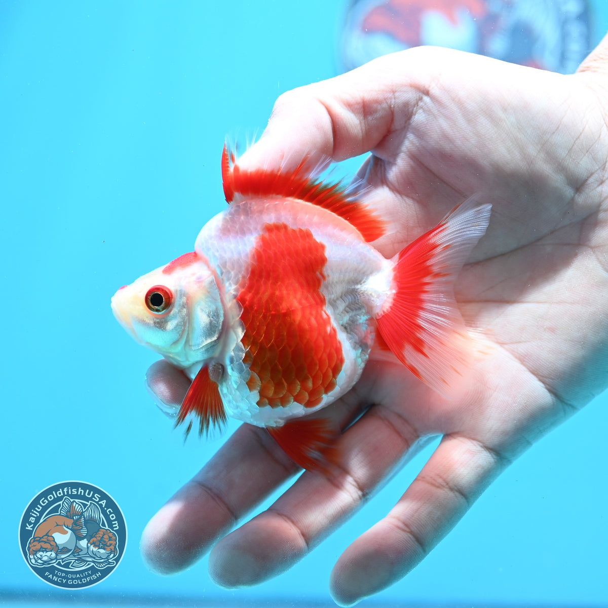 Red White Ryukin 3 inch Body (261023_RY03)