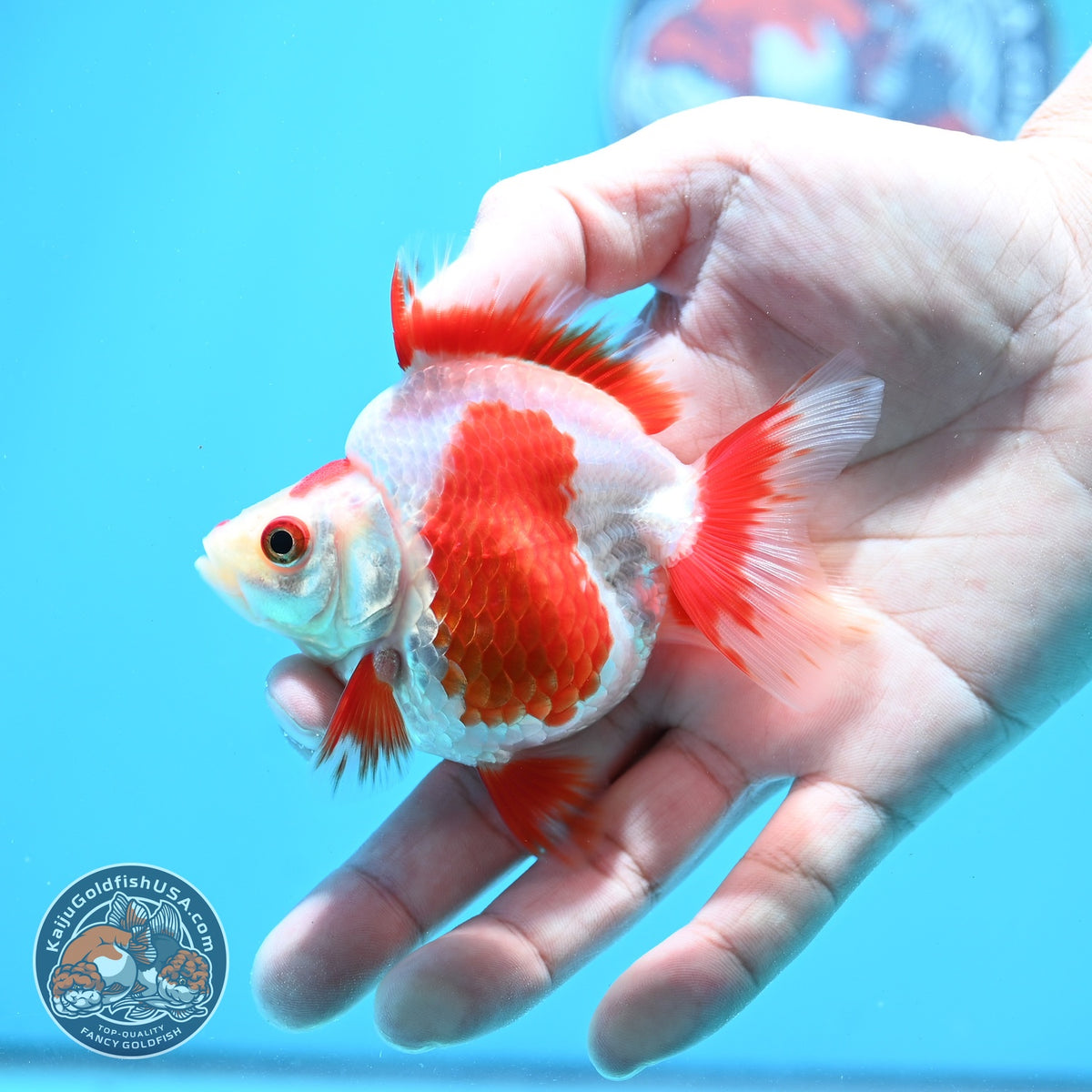 Red White Ryukin 3 inch Body (261023_RY03)