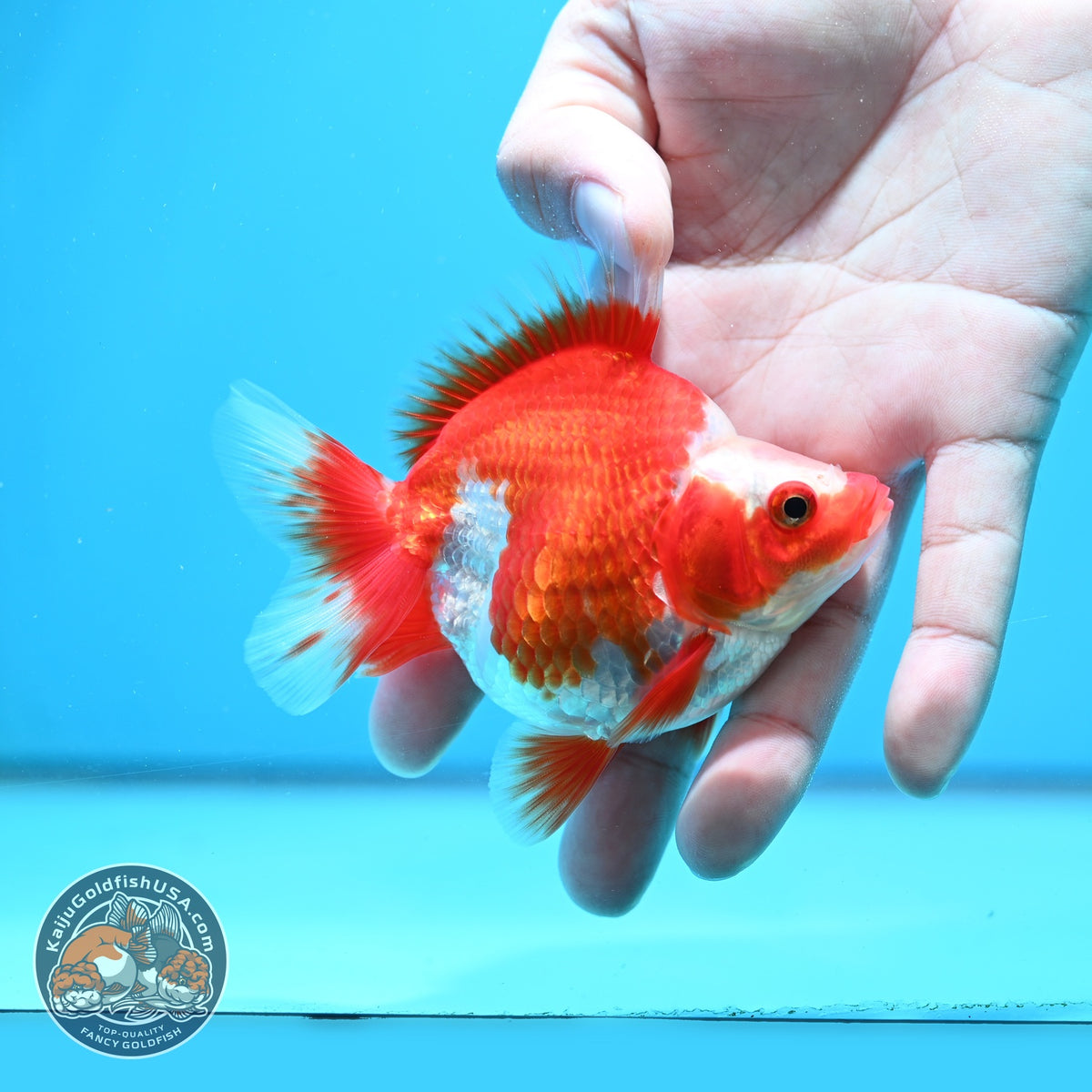 Red White Ryukin 3 inch Body (261023_RY07)