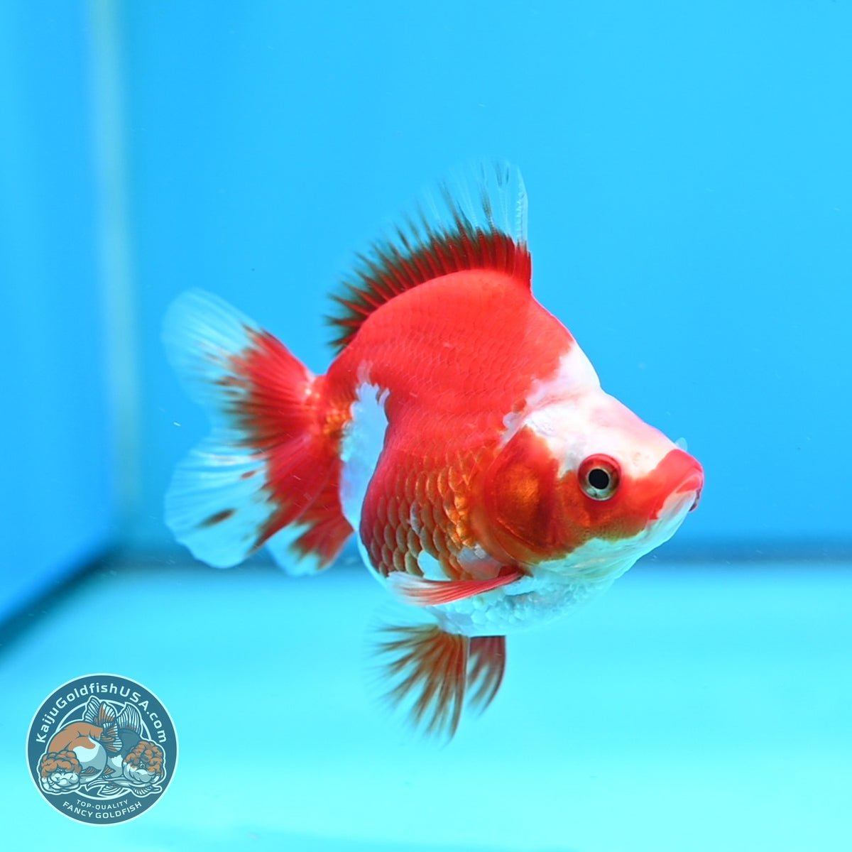 Red White Ryukin 3 inch Body (261023_RY07)