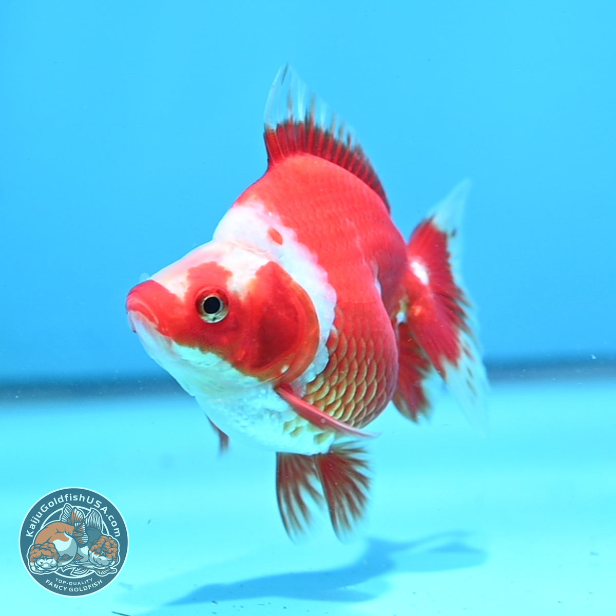Red White Ryukin 3 inch Body (261023_RY07)