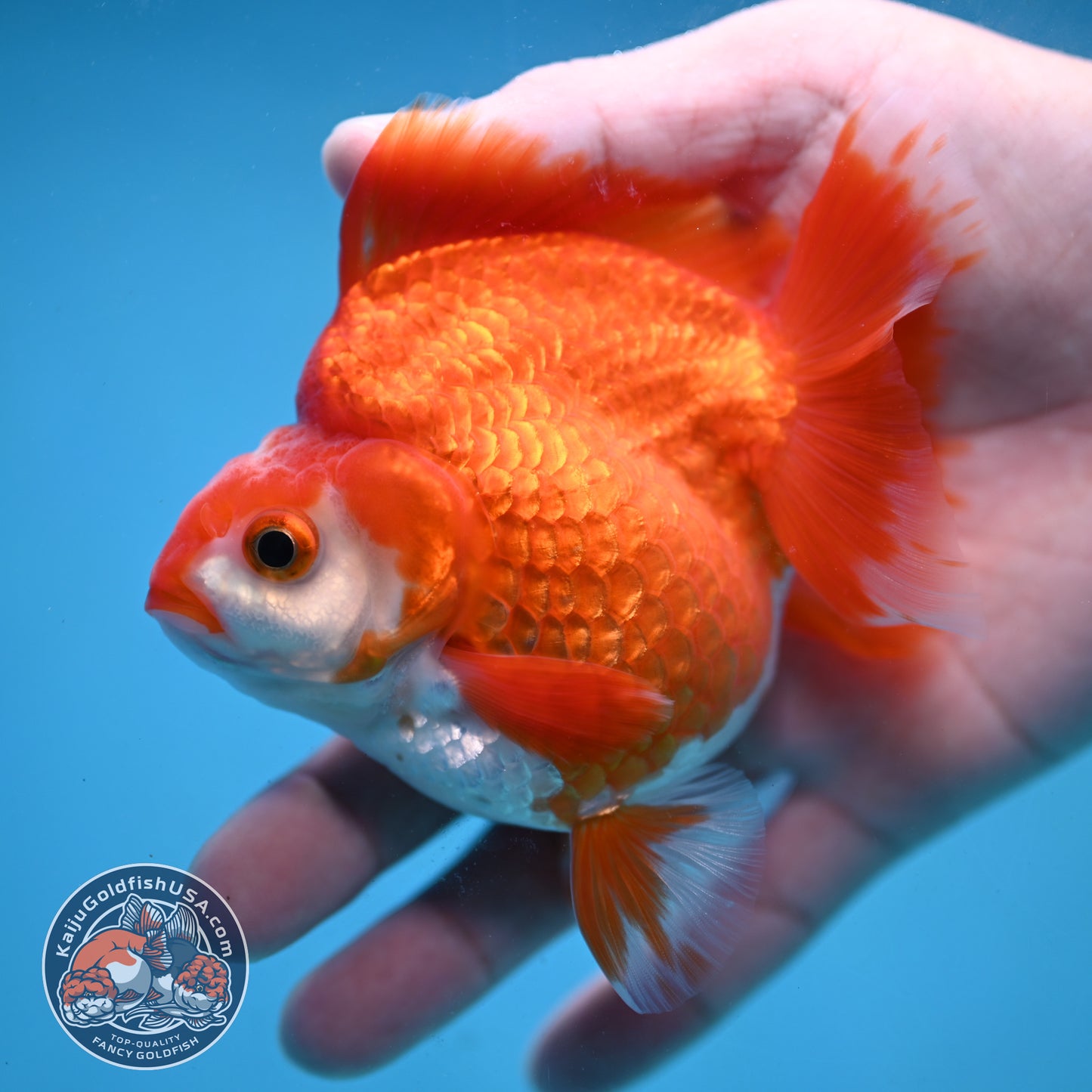 Red White Ryukin 3.5 inch Body (251024_RY02)