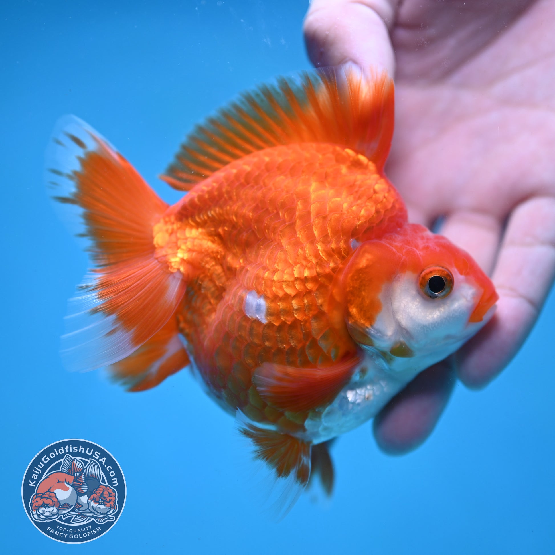 Red White Ryukin 3.5 inch Body (251024_RY02)