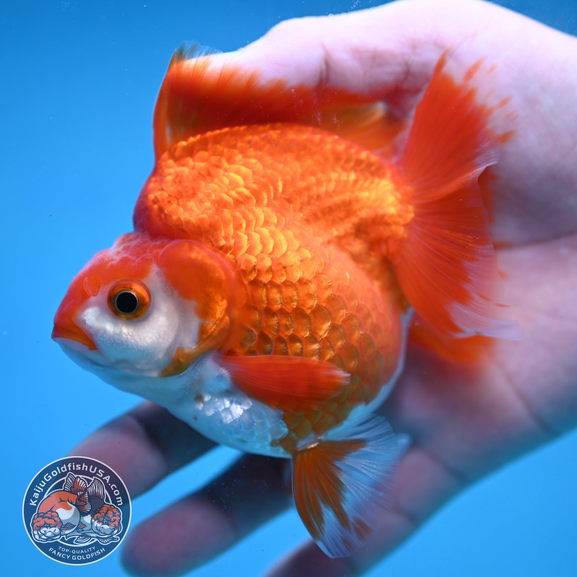 Red White Ryukin 3.5 inch Body (251024_RY02)