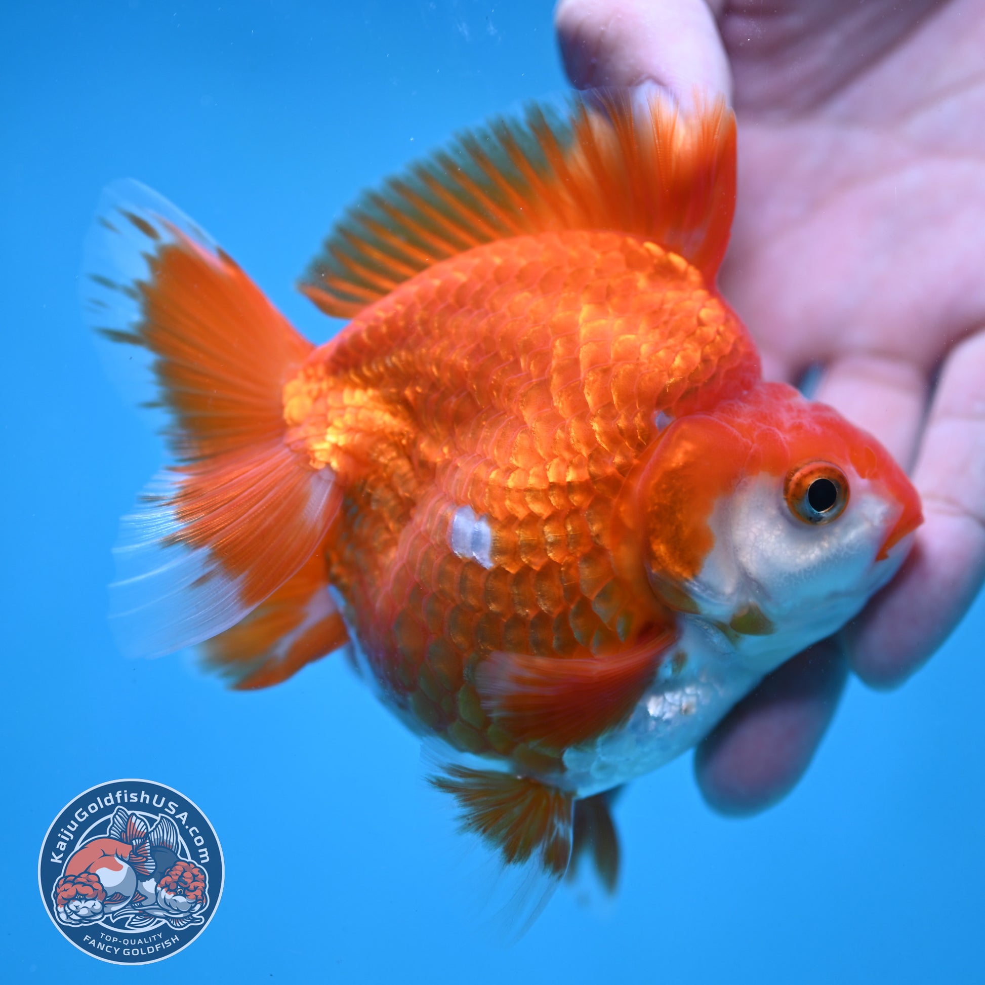 Red White Ryukin 3.5 inch Body (251024_RY02)