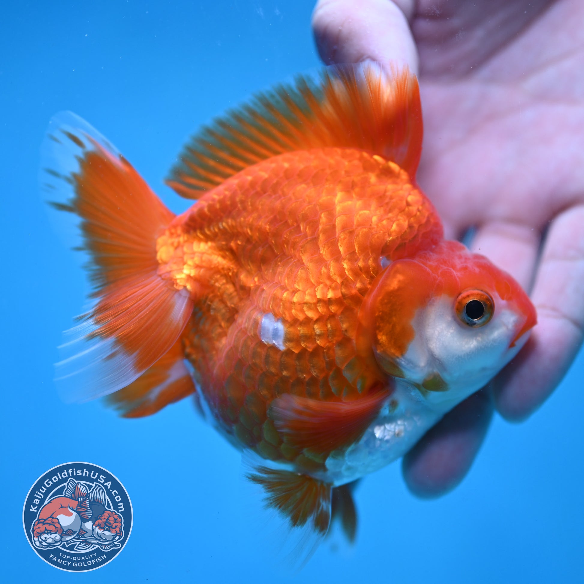 Red White Ryukin 3.5 inch Body (251024_RY02)